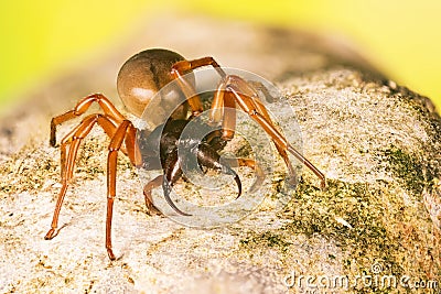 Woodlouse Spider, Woodlouse Hunter, Spider, Dysdera crocata Stock Photo