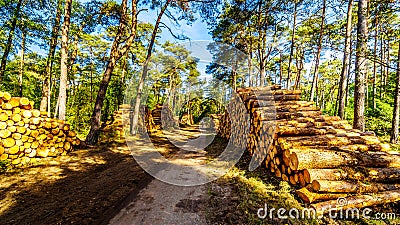 Stacks of logs from trees cut in the Hoge Veluwe nature reserve in the province of gelderland Stock Photo