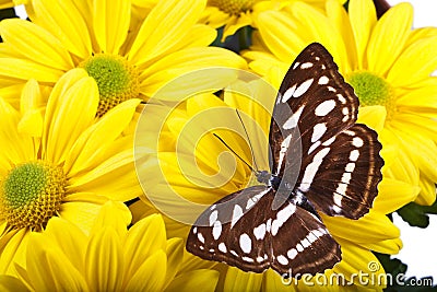 Staff Sargeant Butterfly Stock Photo