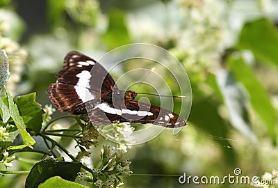 Staff Sargent butterfly on the flowers Stock Photo