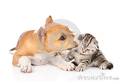 Stafford puppy biting little tabby kitten. isolated on white Stock Photo