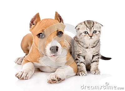 Stafford puppy and scottish kitten together. isolated Stock Photo