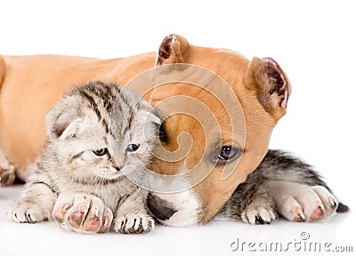 Stafford puppy and scottish kitten together. isolated on white Stock Photo
