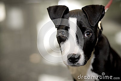 Staffordshire Bull Terrier Stock Photo