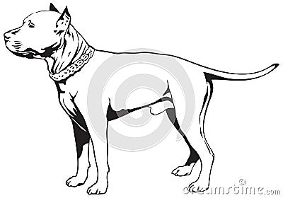 Staffordshire Bull Terrier Dog Vector Illustration