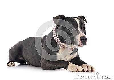 Staffordshire bull terrier Stock Photo