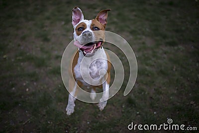 Staffordshire Bull Terrier jumping towards camera Stock Photo