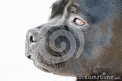 Staffordshire Bull Terrier Portrait. Stock Photo