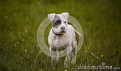 Staffordshire bull terrier puppy in colour Stock Photo