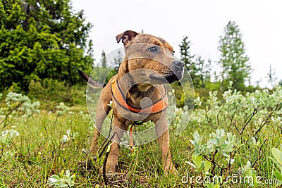 Staffordshire bullterrier portrait outdoors in the forest with orange harness during rainy weather Stock Photo