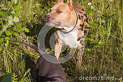 Staffordshire Terrier dogs are trained and walk Stock Photo