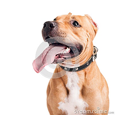 Staffordshire Terrier Stock Photo