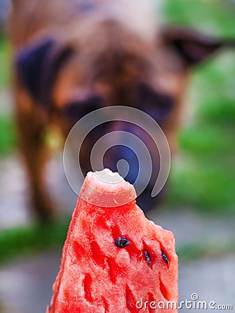 Staffordshire Terrier wants to try a red juicy watermelon , dogs love fruit concept Stock Photo