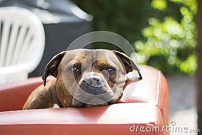 Staffy dog staring at camera Stock Photo