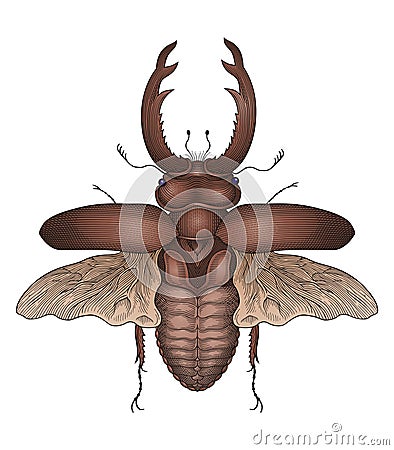 Stag beetle Vector Illustration