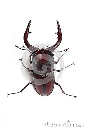 Stag beetle Stock Photo