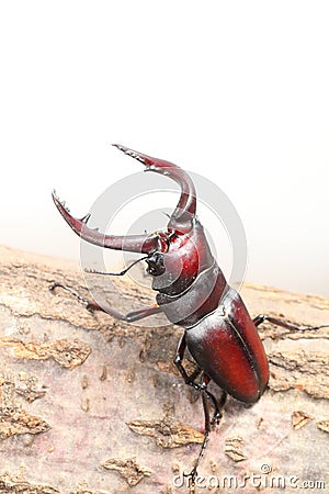 Stag beetle Stock Photo