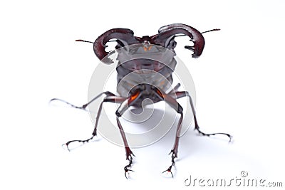 Stag beetle Stock Photo