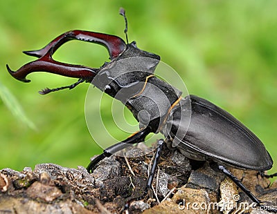 Stag beetle Stock Photo