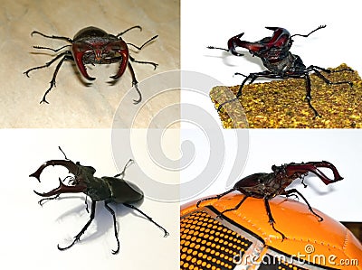Stag beetle defending Stock Photo