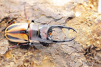 Stag-beetle eye(Prosopocoilus fabricei takakuwai ) Stock Photo
