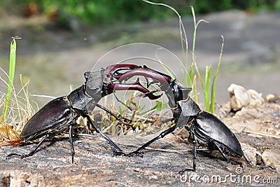 Stag beetle fight Stock Photo