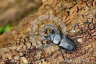 Stag beetle Stock Photo