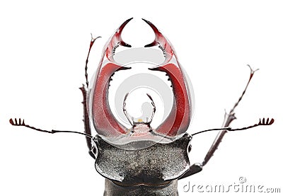 Stag Beetle Head Stock Photo