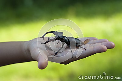 Stag beetle insect in a kid child hand photo (Lucanus cervus) Stock Photo