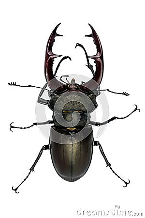 Stag beetle huge insect Stock Photo