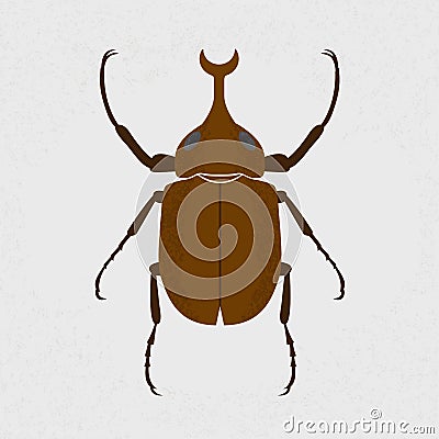 Stag beetle, the largest beetle Vector Illustration