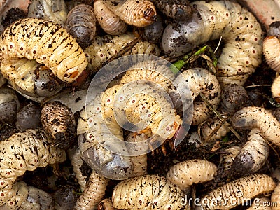 Stag-beetle larva Stock Photo