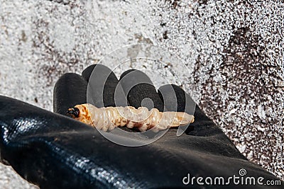 Stag beetle larva at pupal stage on a hand Stock Photo