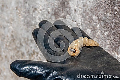 Stag beetle larva at pupal stage on a hand Stock Photo