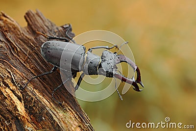 Stag beetle, Lucanus cervus, big insect in the nature habitat, old tree trunk, clear orange background, Czech Republic Stock Photo