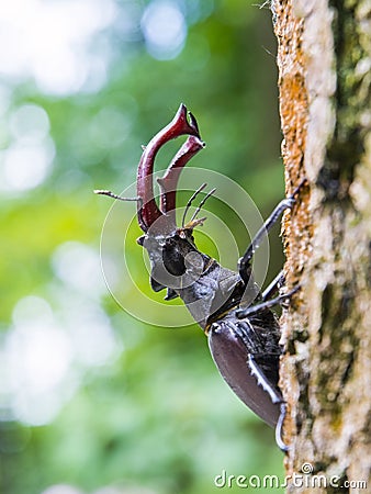Stag beetle (Lucanus cervus) Stock Photo