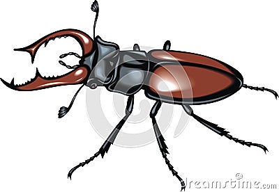 Stag beetle Vector Illustration