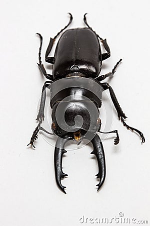 Stag Beetle (Prosopocoilus buddha) Stock Photo