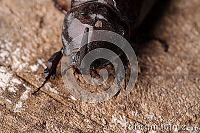 stag beetle Stock Photo