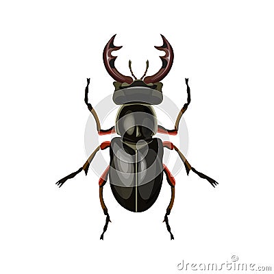 Stag beetle vector Vector Illustration