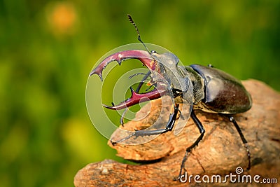 Stag Beetle & x28;Lucanus cervus& x29; Stock Photo