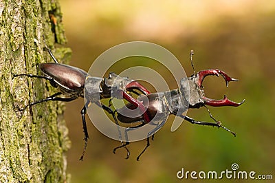 Stag beetles, Lucanus cervus Stock Photo
