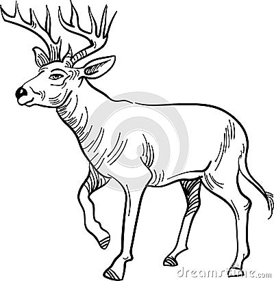 Stag Vector Illustration