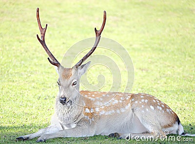 Stag deer Stock Photo