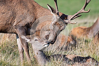 Red deer in embrace Stock Photo