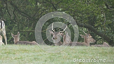 Stag Doe Kids and the Harem 9 Stock Photo