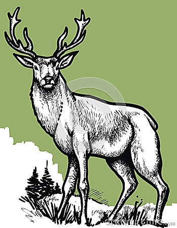 Stag on the green background Vector Illustration