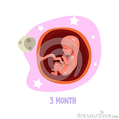 Stage of fetal development. Human anatomy. 3rd month of pregnancy. Vector element for infographic, medical poster or Vector Illustration