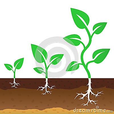 The stage of growth of a sprouts Vector Illustration