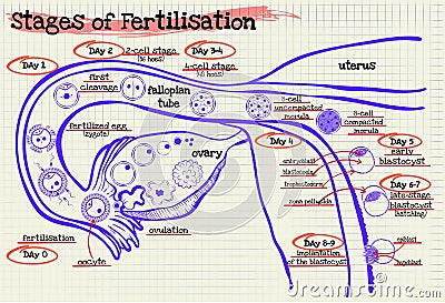 Stage human fertilization diagram Stock Photo